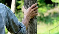 bosco albero