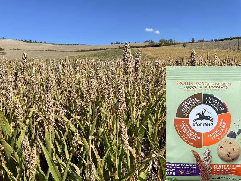 Coltivazione di sorgo grazie ad un progetto Great Life e Alce Nero; nella confezione a lato, Frollini bio al sorgo e miglio con gocce di cioccolato