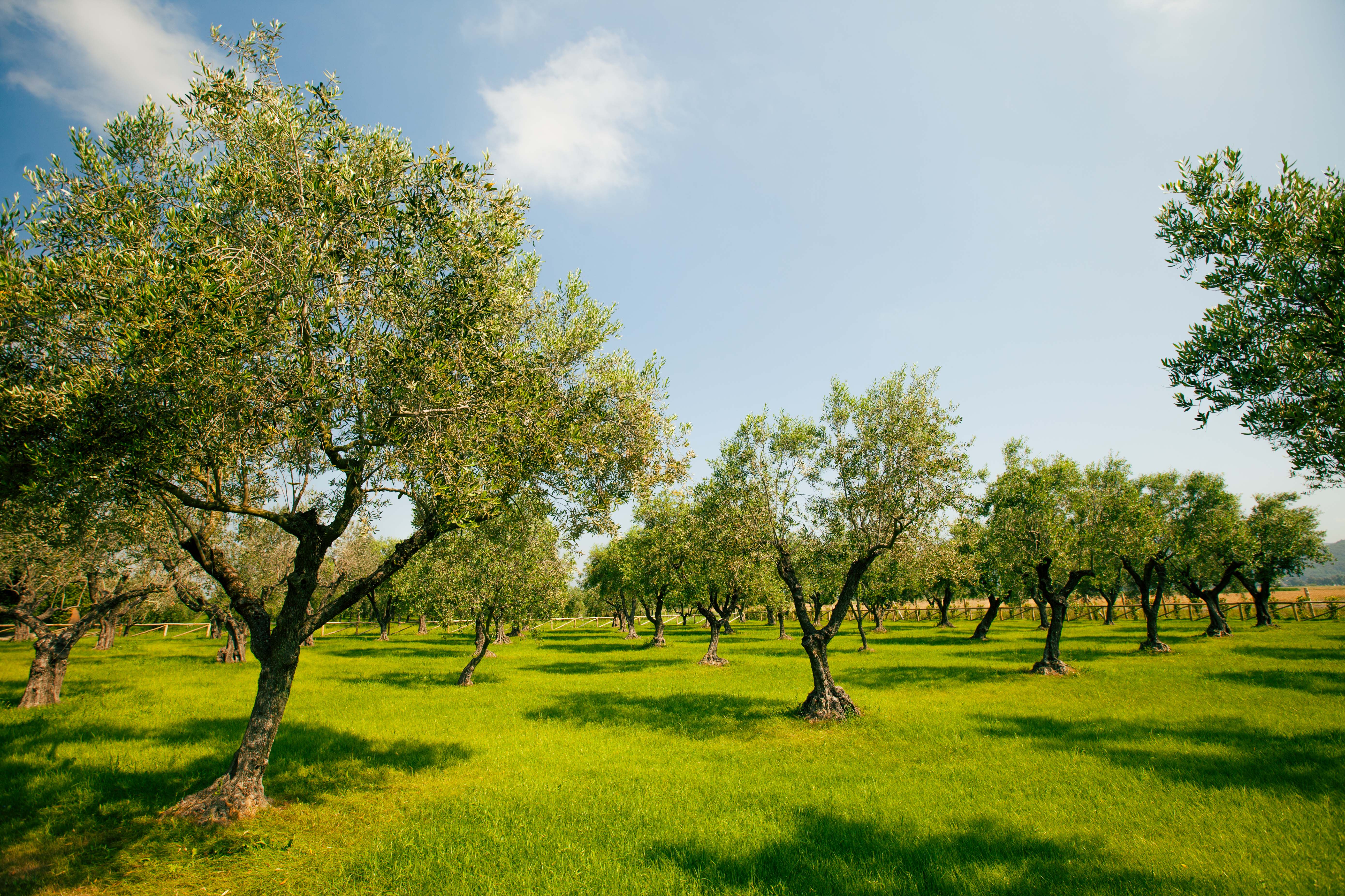 L'oliveto di Villa Filippo Berio, che fa parte del Gruppo Salov