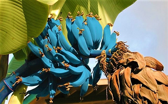 Blue Java, banana blu o banana gelato dalla polpa cremosa e spiccato sapore di vaniglia