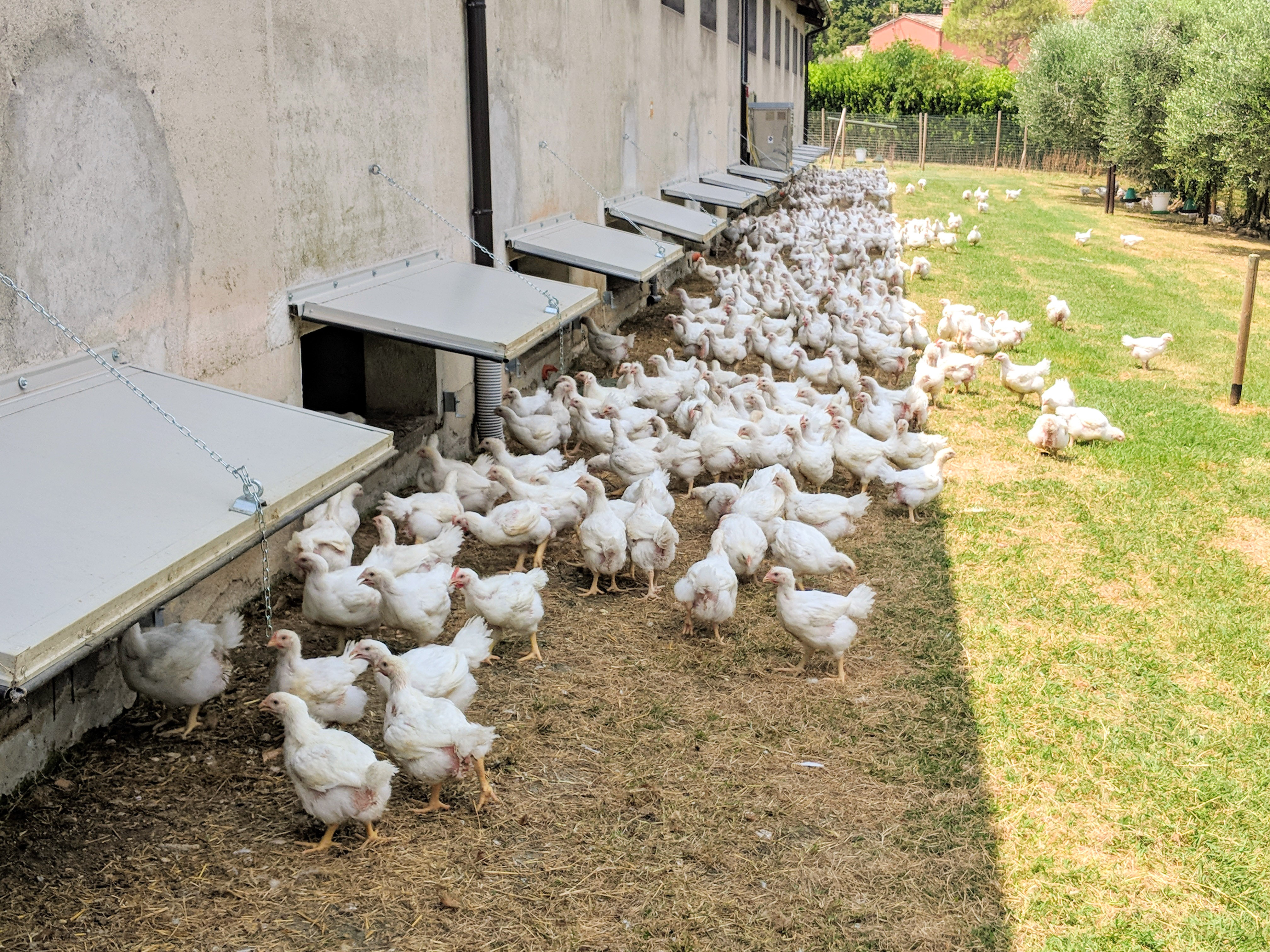 Allevamento di polli biologico, comune di Apiro