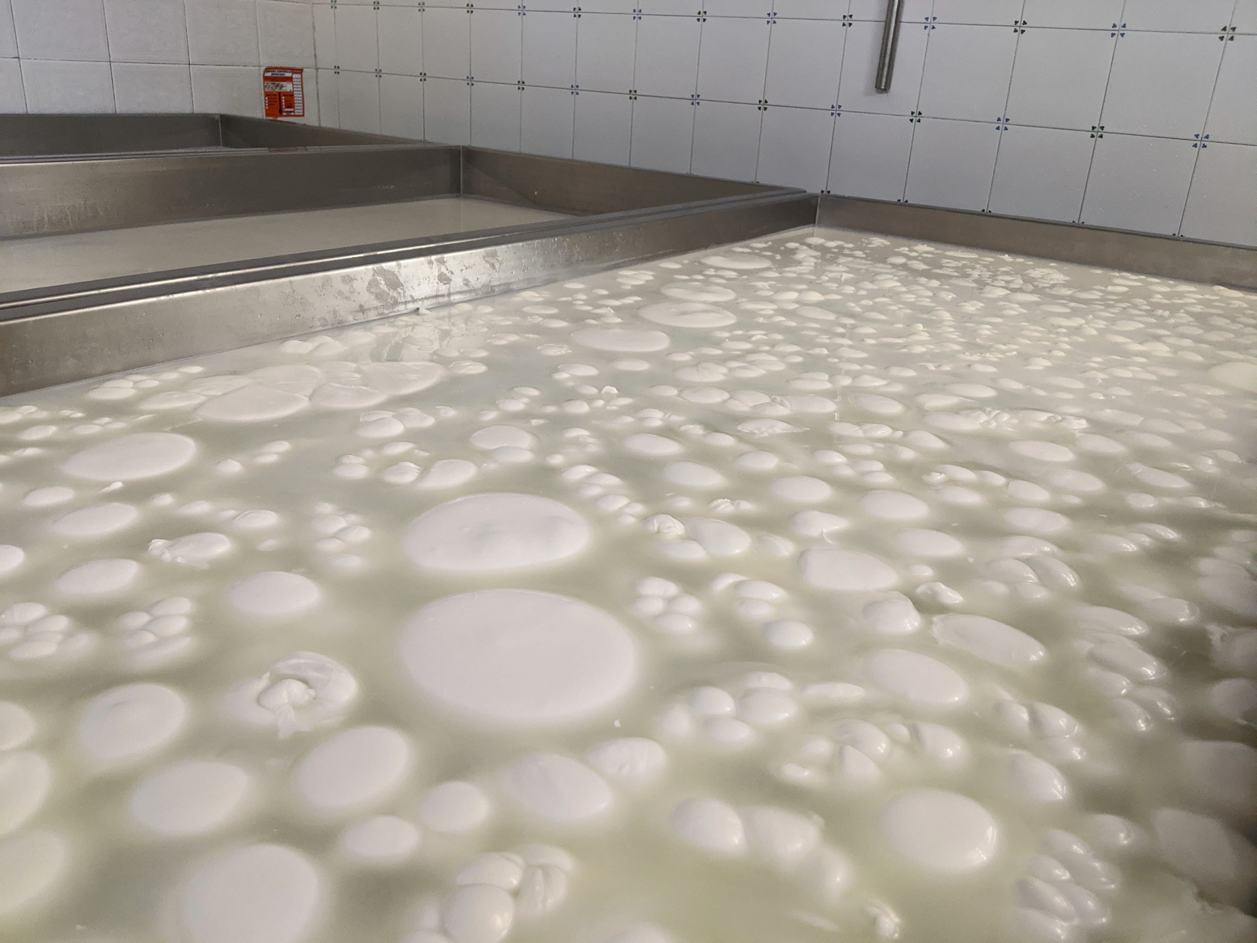 Produzione mozzarelle di bufala all'interno di uno dei casari appartenenti al Consorzio Tutela Mozzarella di Bufala Campana DOP