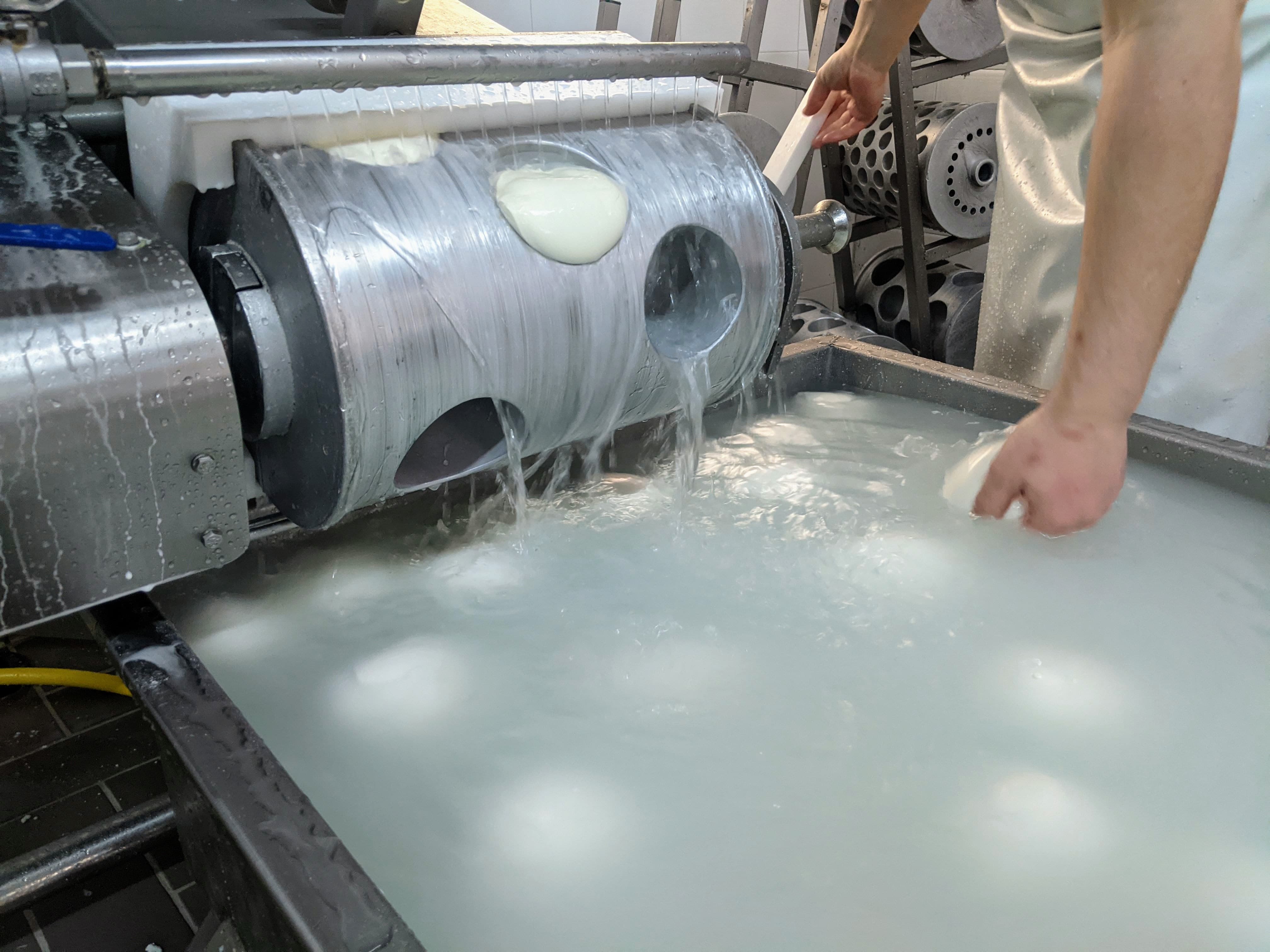 Produzione mozzarelle di bufala all'interno di uno dei casari appartenenti al Consorzio Tutela Mozzarella di Bufala Campana DOP