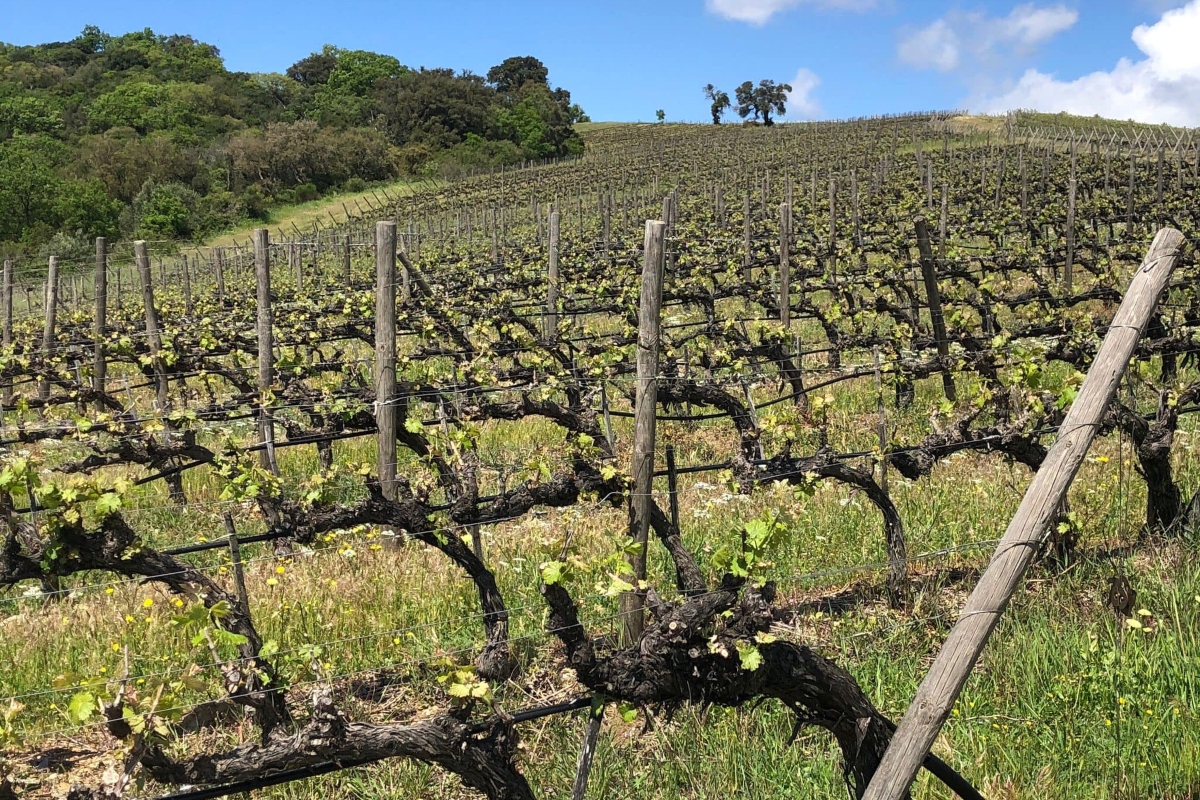 Una panoramica dei vigneti della tenuta Poggio Verrano
