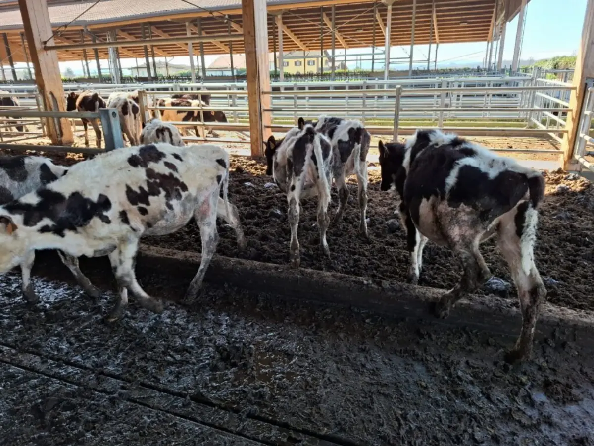 Mucche malnutrite alla cascina Mellano aRivarolo Canavese (TO)