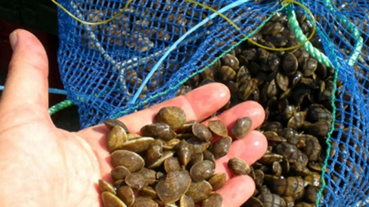 Vongole Emila Romagna Cattolica (RN) Ravenna