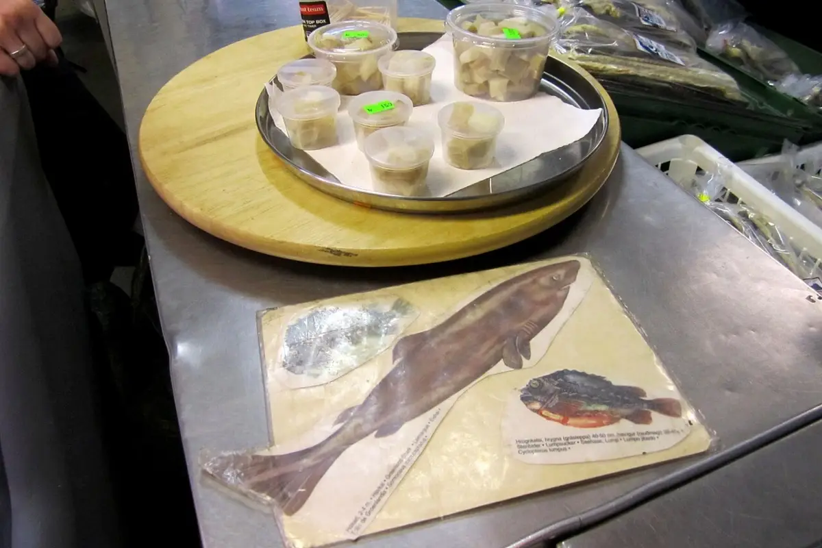 Carne di squalo fermentata