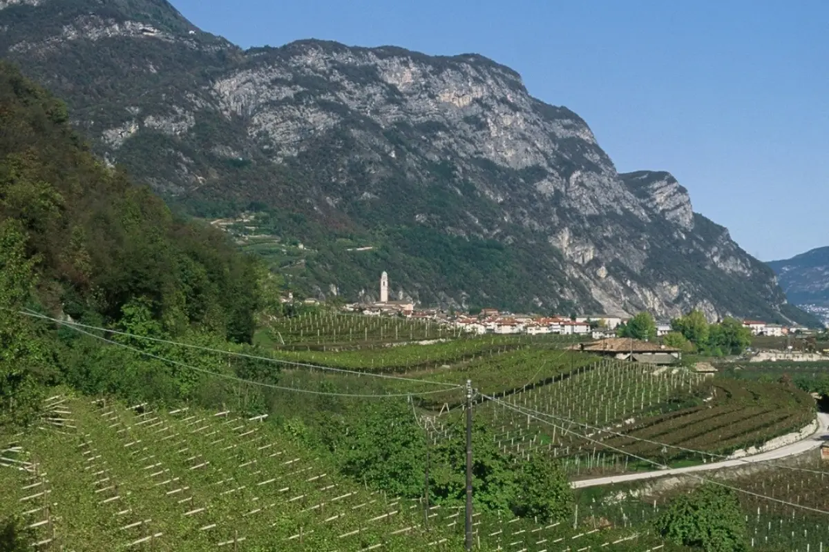 Vigneti in Trentino