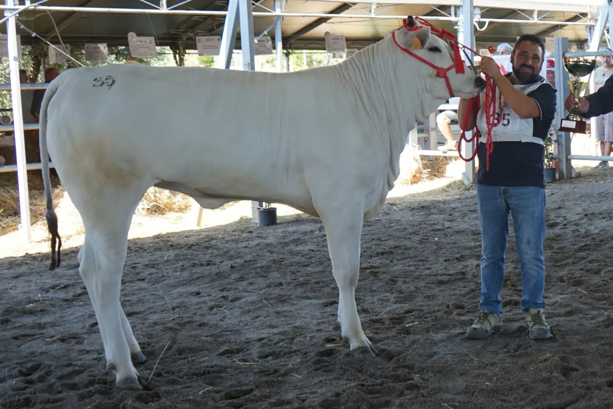 93° Fiera Zootecnica della Chianina