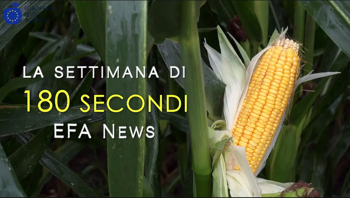 Settimana EFA News 12/09/2025
