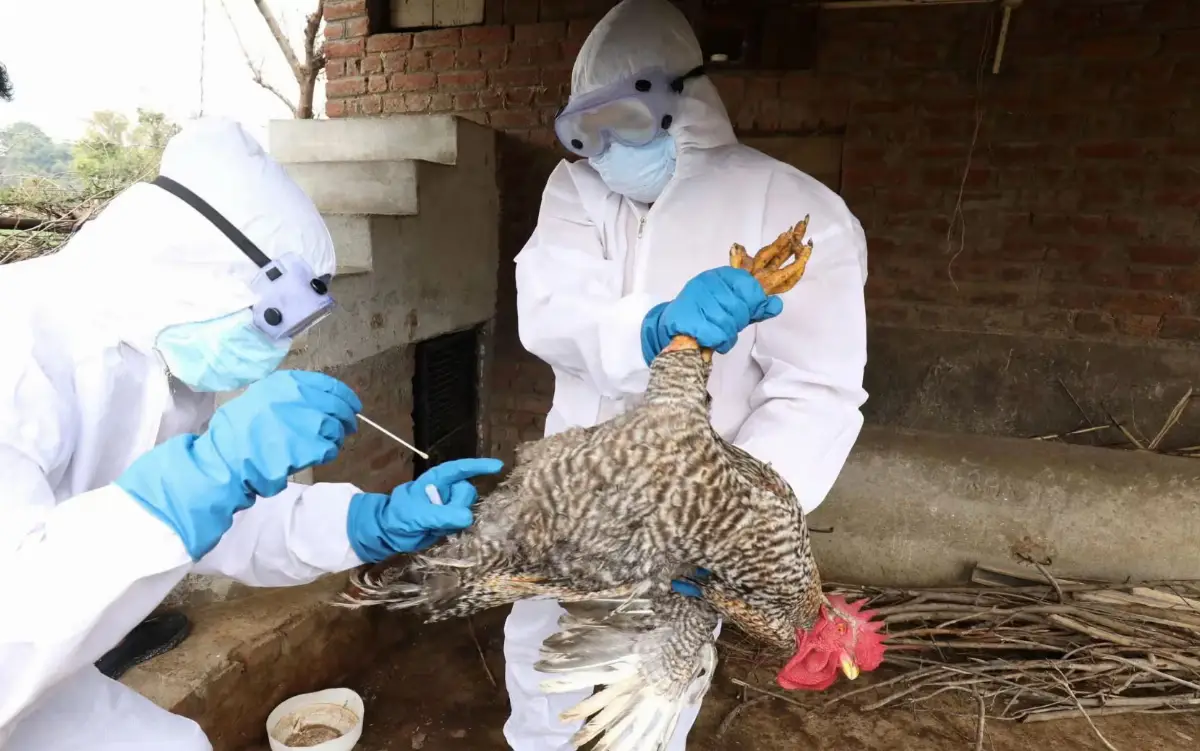 Influenza aviaria Hpai