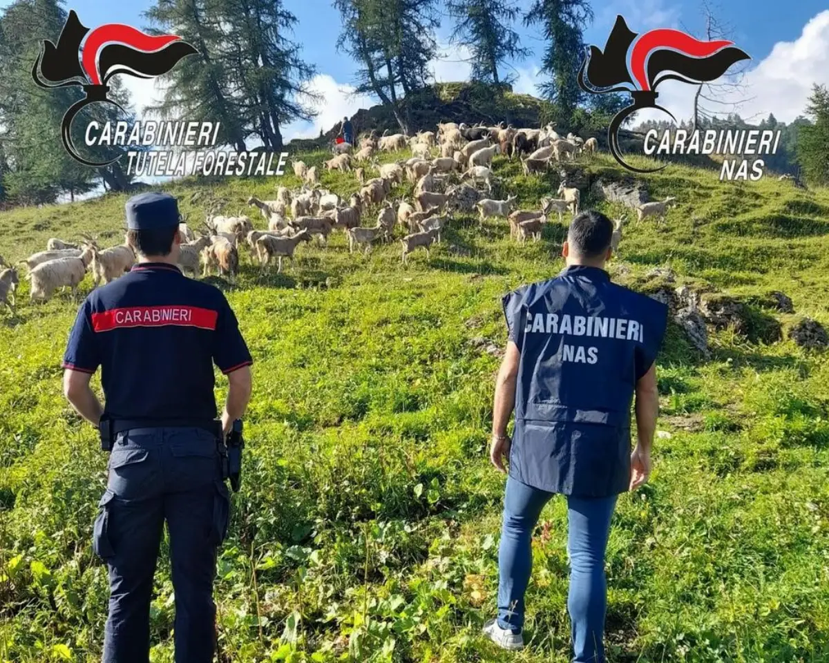 Carabinieri di Breno (BS) indagini per occultamento di 3.000 capre e pecore