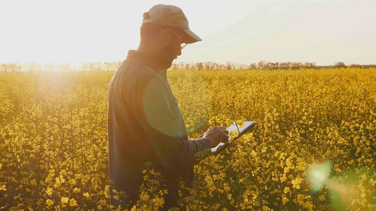 PepsiCo e Soil Capital siglano intesa per nuove pratiche di agricoltura rigenerativa nella coltivazione dell'olio di colza in Belgio, Francia e Gran Bretagna