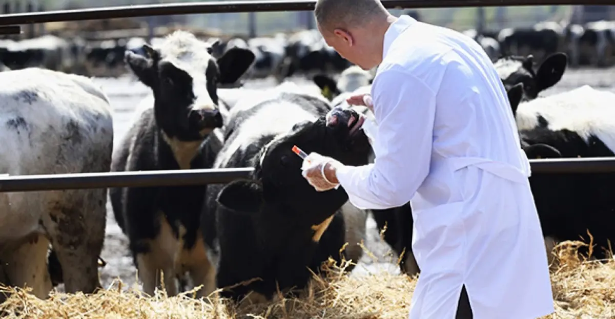 Veterinario in un allevamento bovino