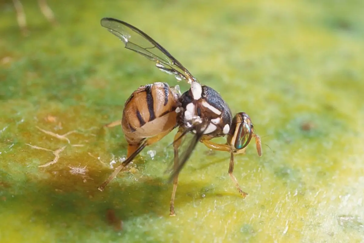 Mosca orientale della frutta (Bactrocera dorsalis)