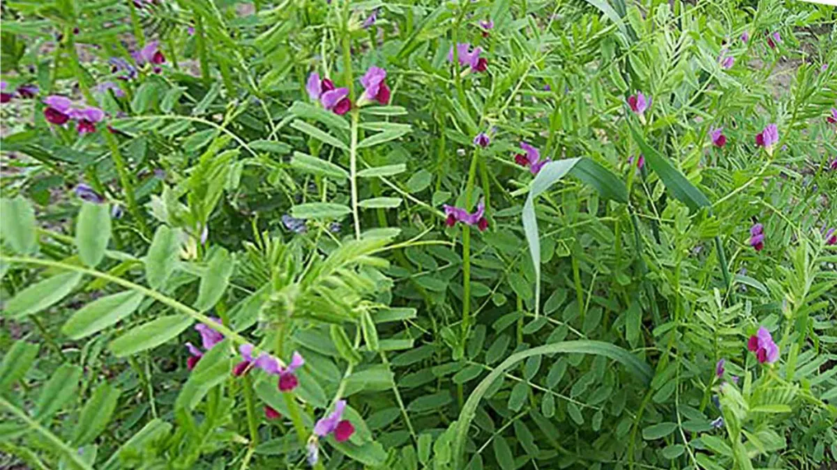 Sovescio di veccia comune (Vicia Sativa) su terreno agricolo