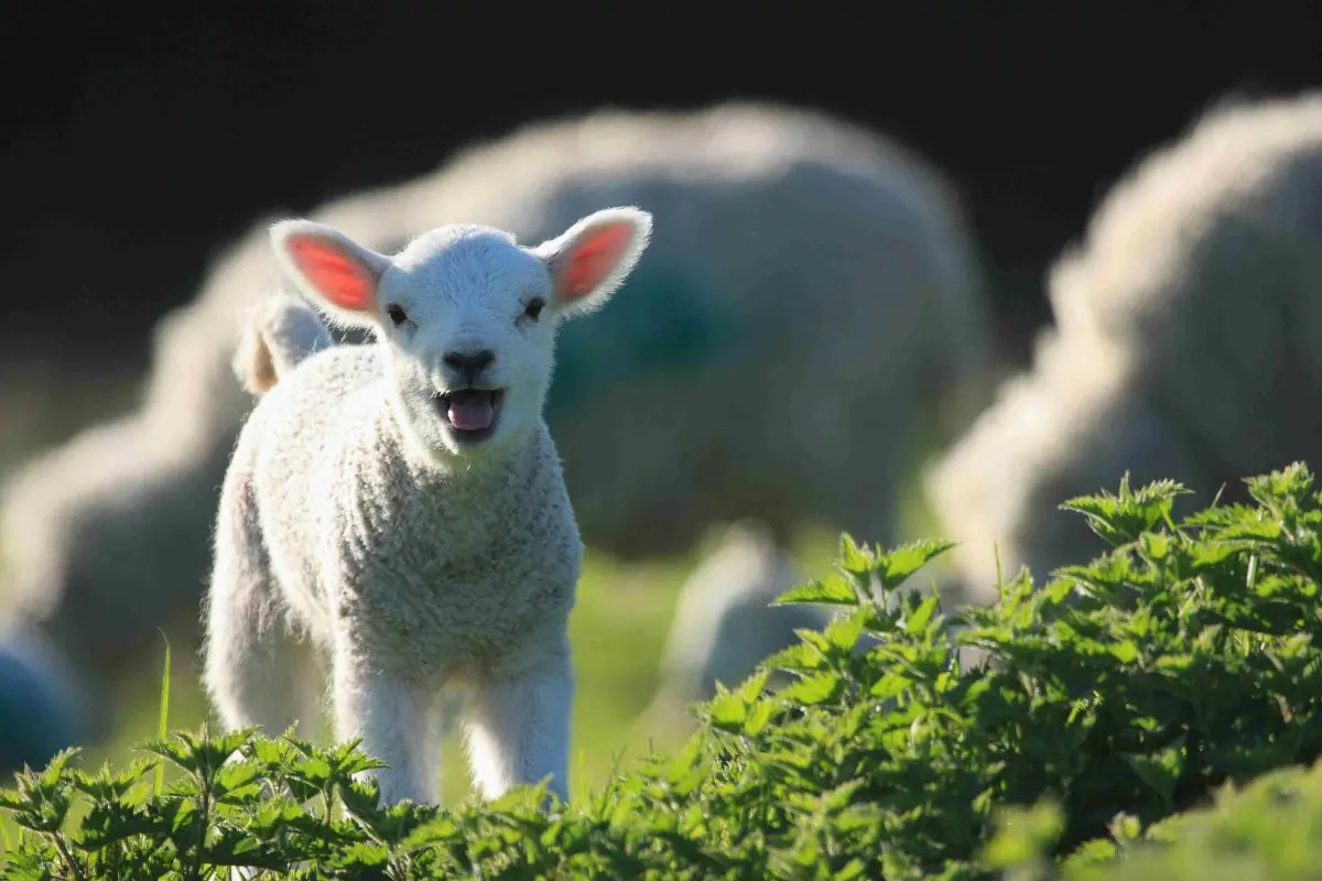 Agnello