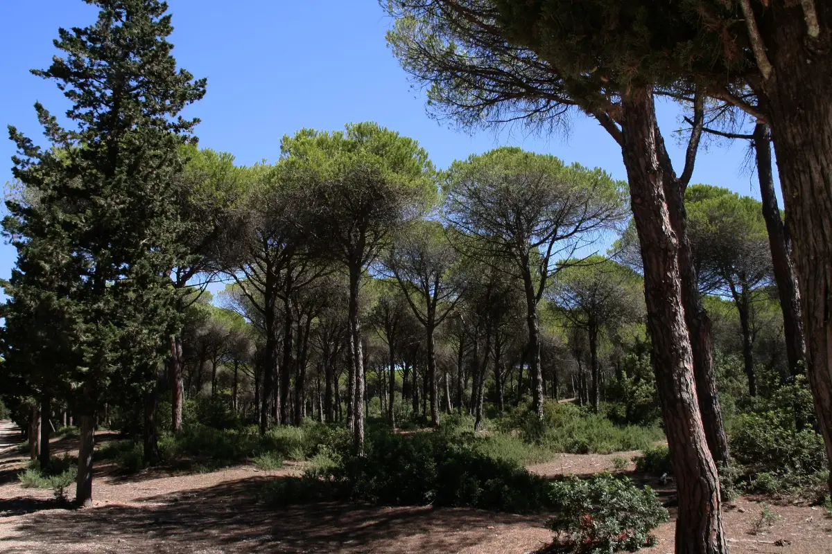 Pineta della Feniglia (Grosseto)