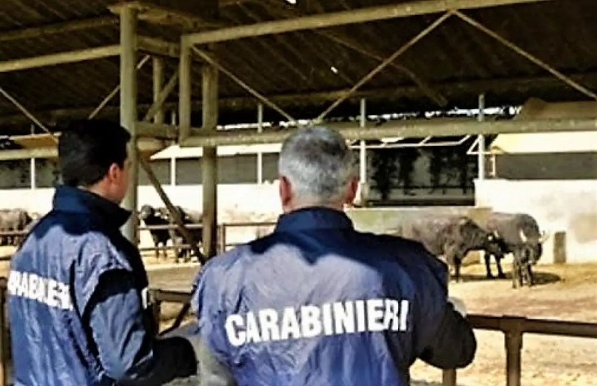 Carabinieri del Nas controllano un allevamento bovino