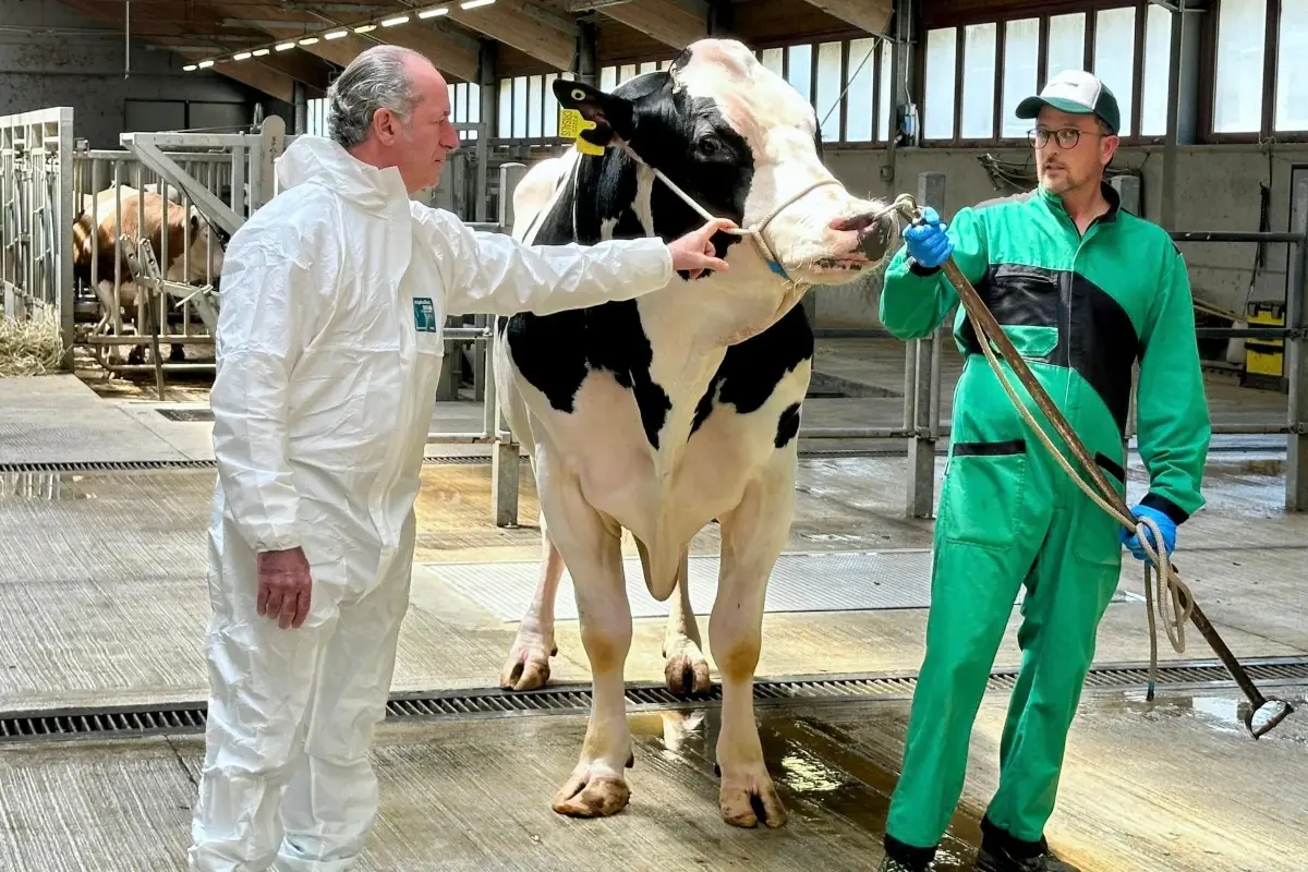 Il presidente della Regione Veneto, Luca Zaia, con Crisalis, il "toro dei record"