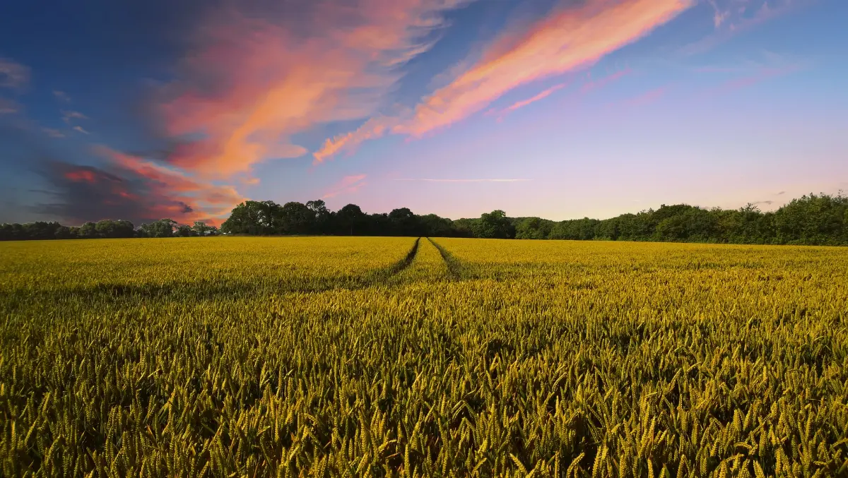 Campo di grano