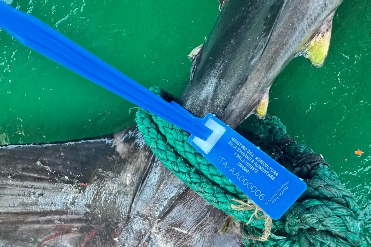 Tracciabilità nella pesca