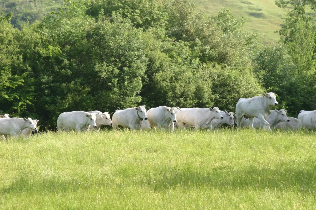 Razza Chianina al pascolo