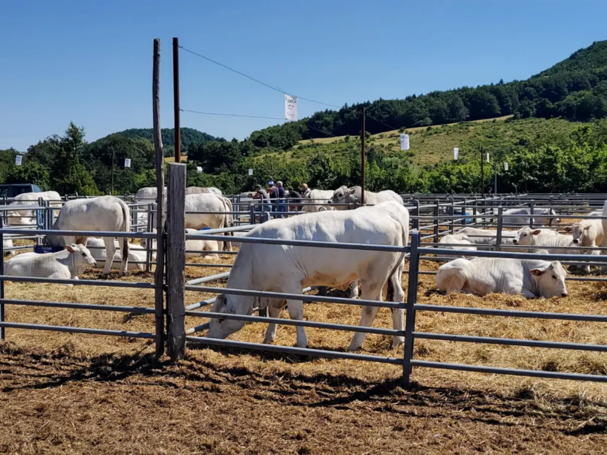 Allevamento bovini razza Romagnola