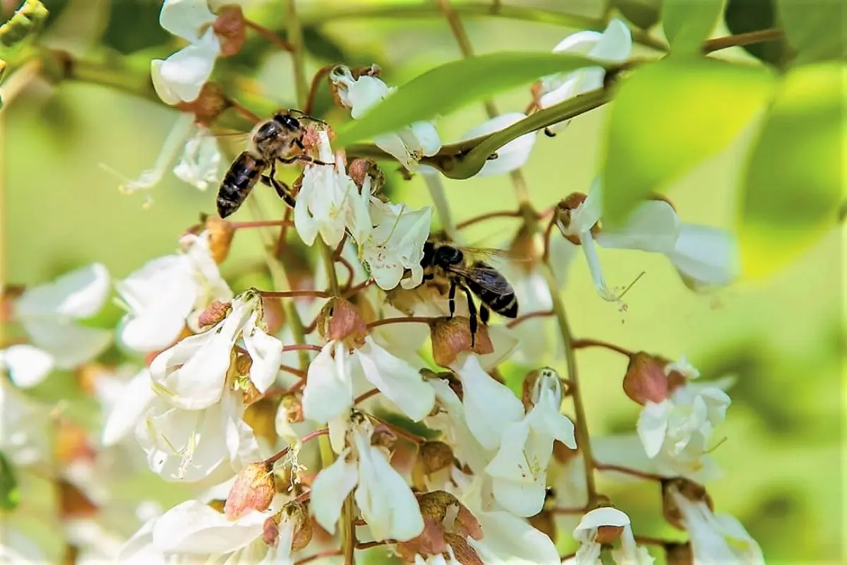 Api su fiore d'acacia