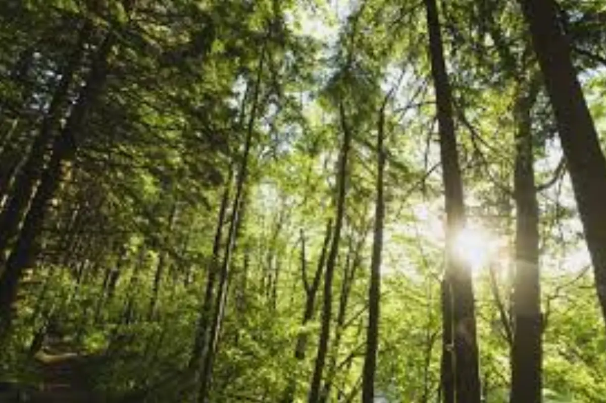 Una foresta in Liguria