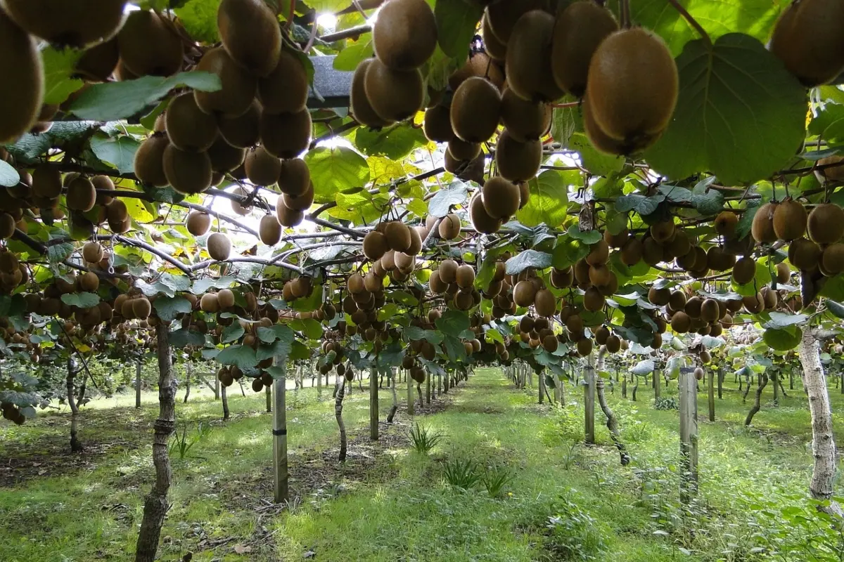 Piantagione di kiwi