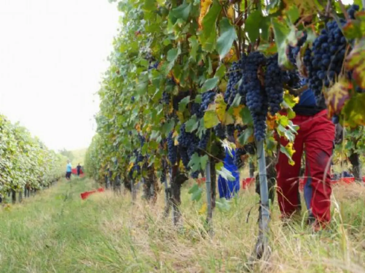Filare langa Barolo