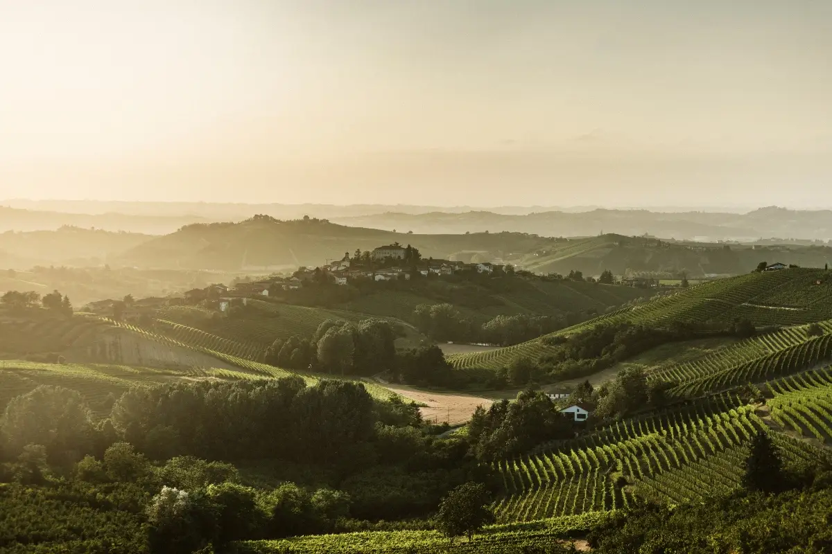 Vigneti Moscato d'Asti