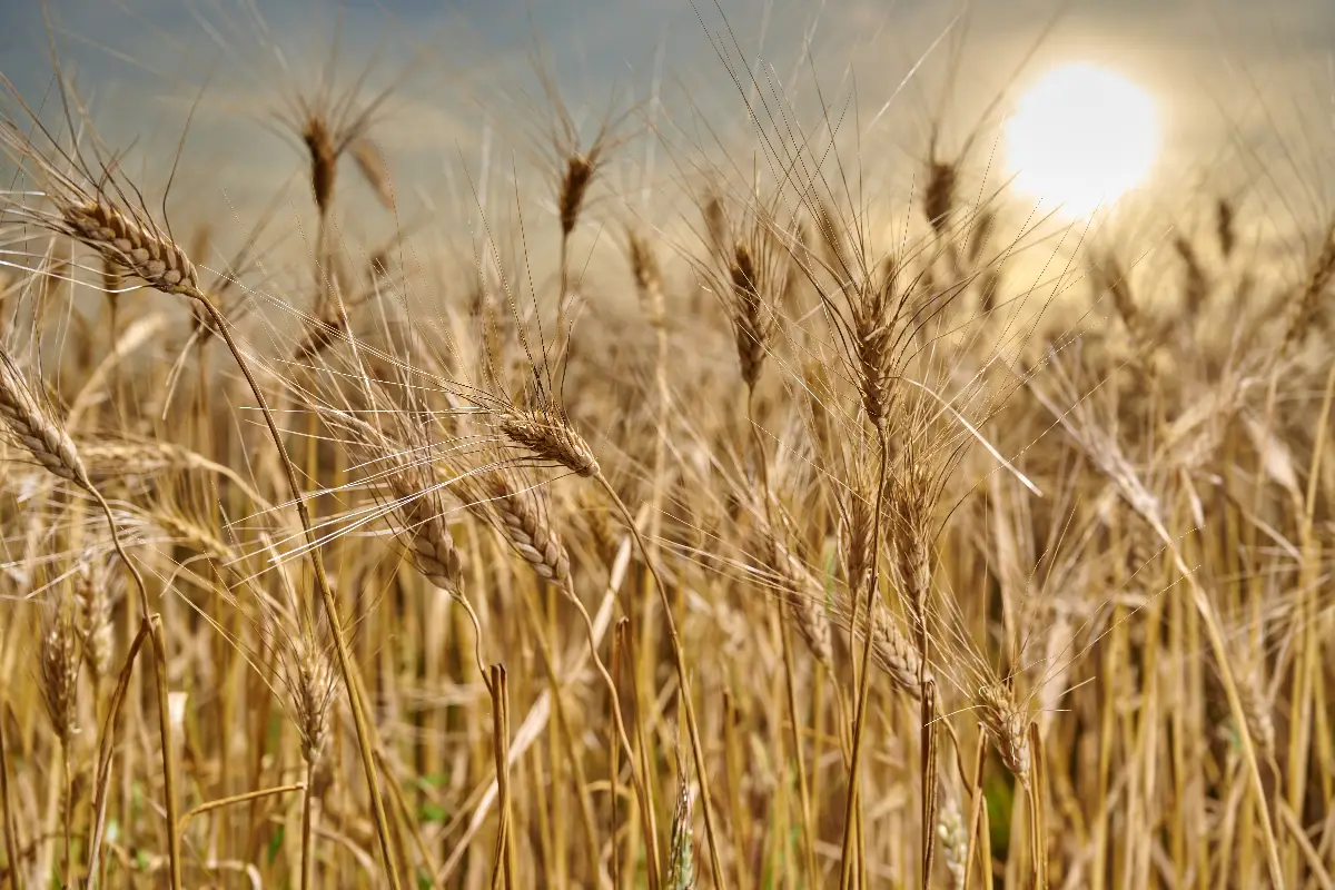 Kamit a Tuttofood 2025