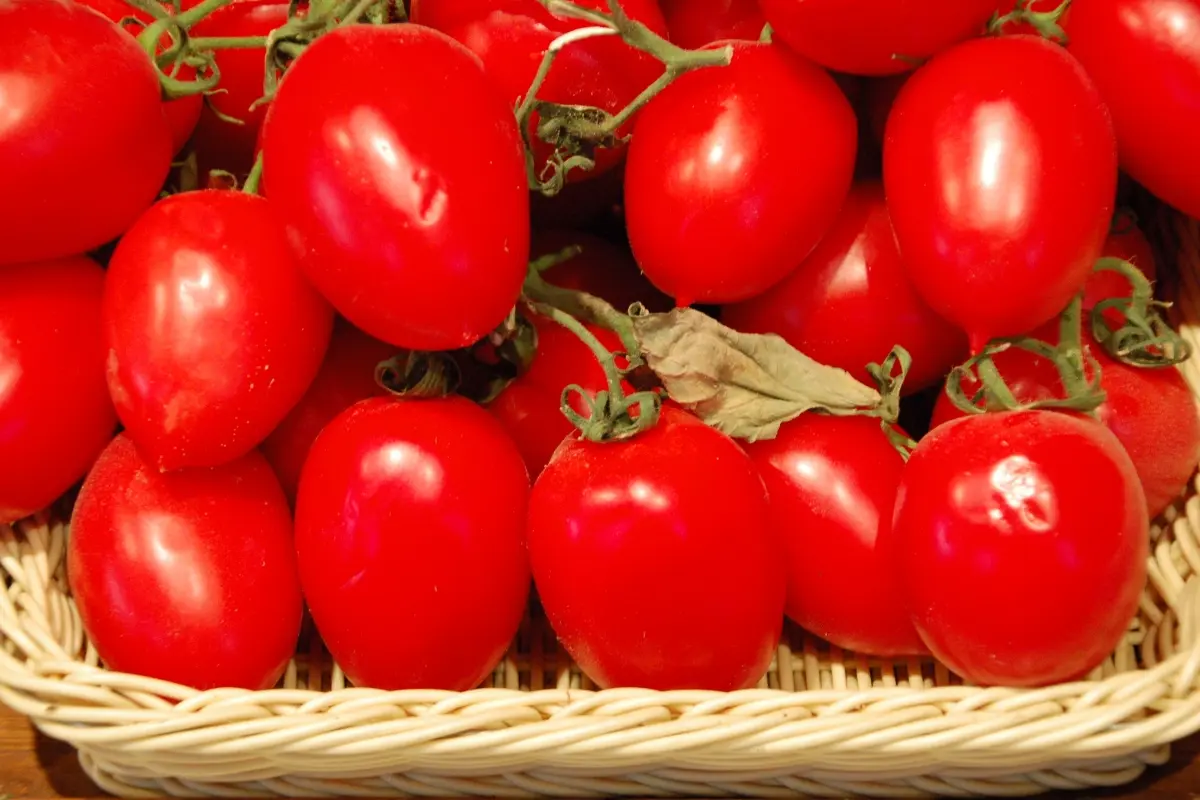 Pomodori