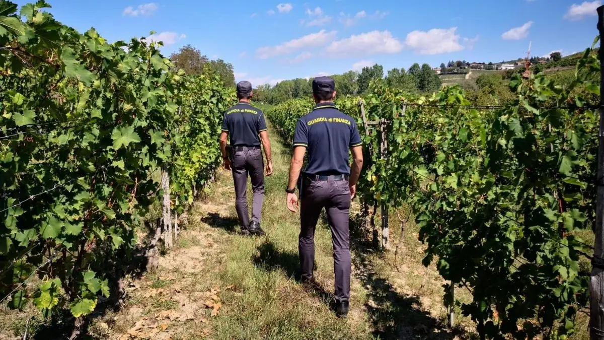 Guardia di Finanza, indagini sul caporalato nelle vigne dell'astigiano
