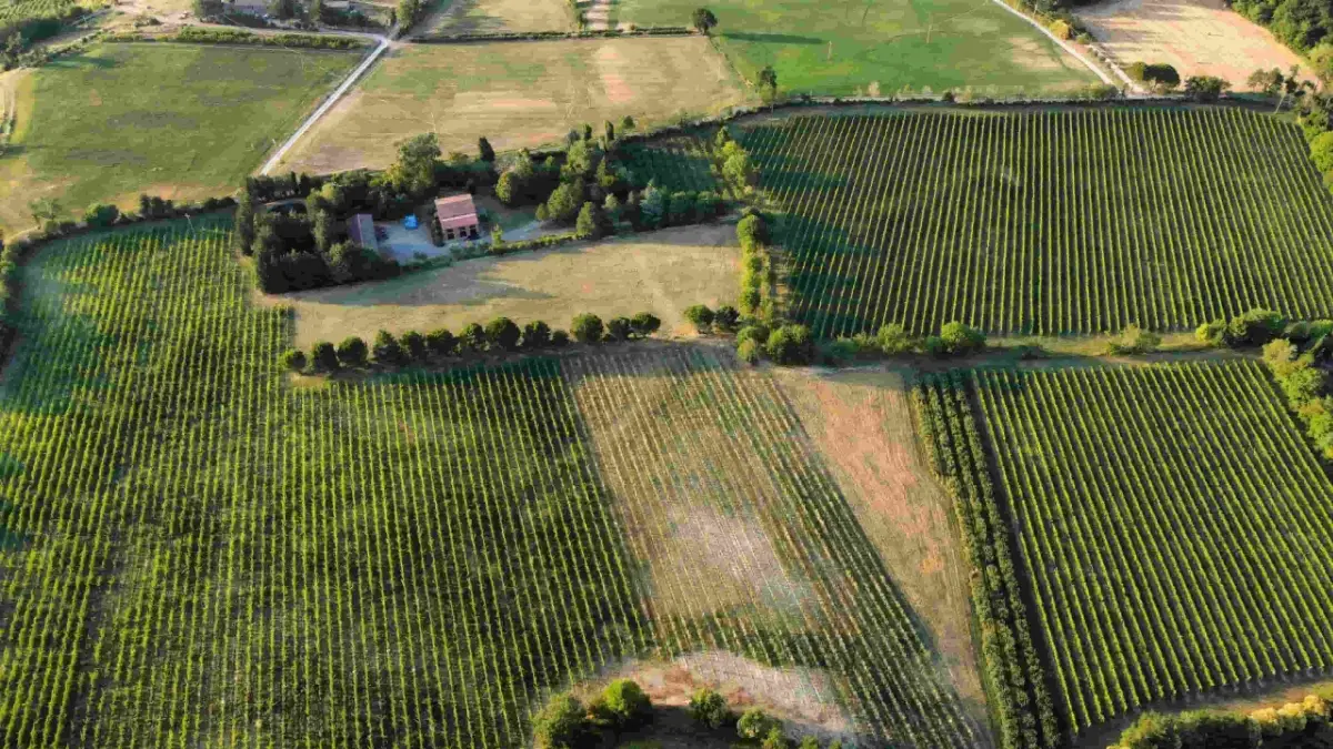 Vigneti