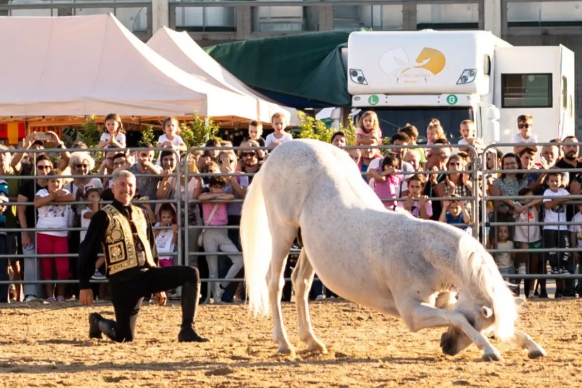 Esibizione equina alla Fiera di Sant'Alessandro 2025