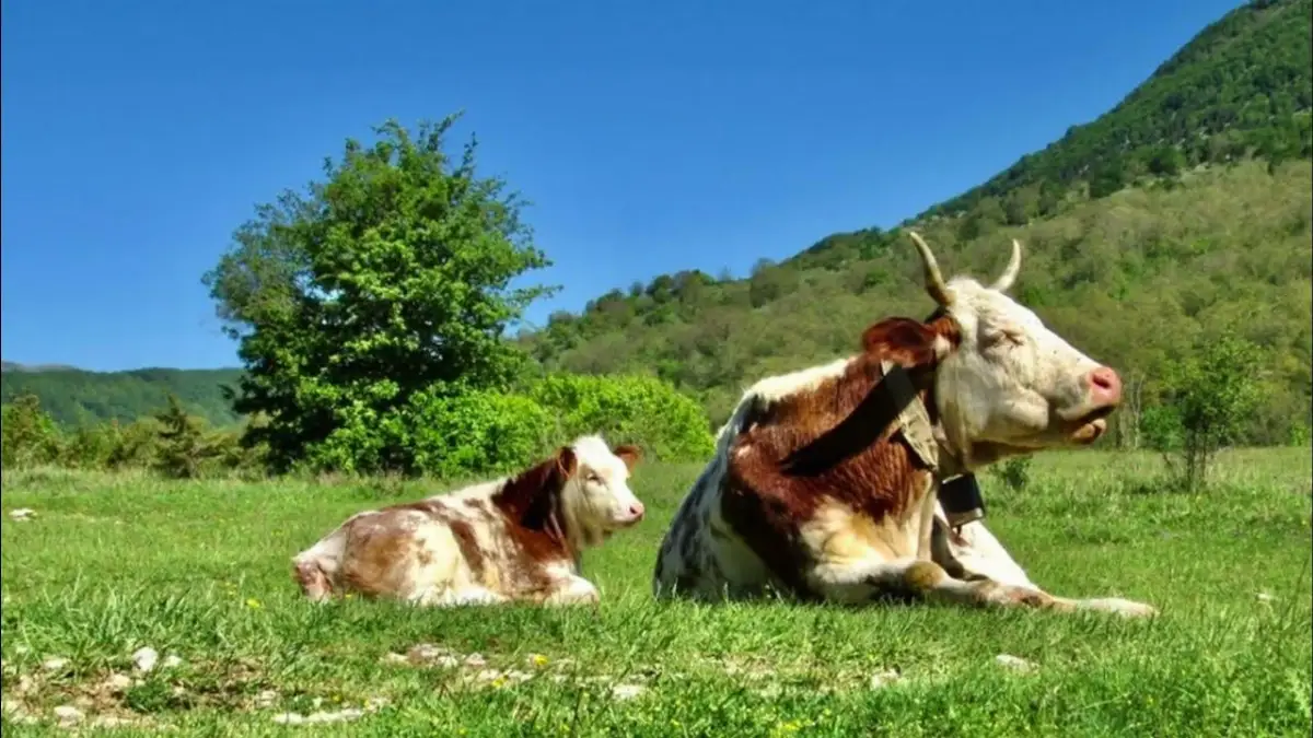 Bovini in Val Fondillo