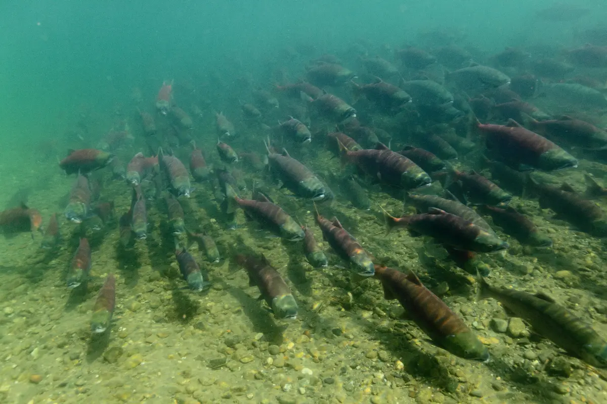 Pesca del salmone