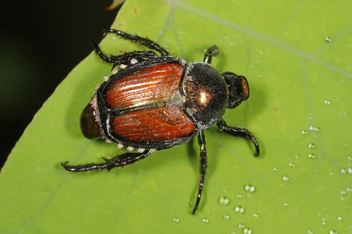 Popilia Japonica