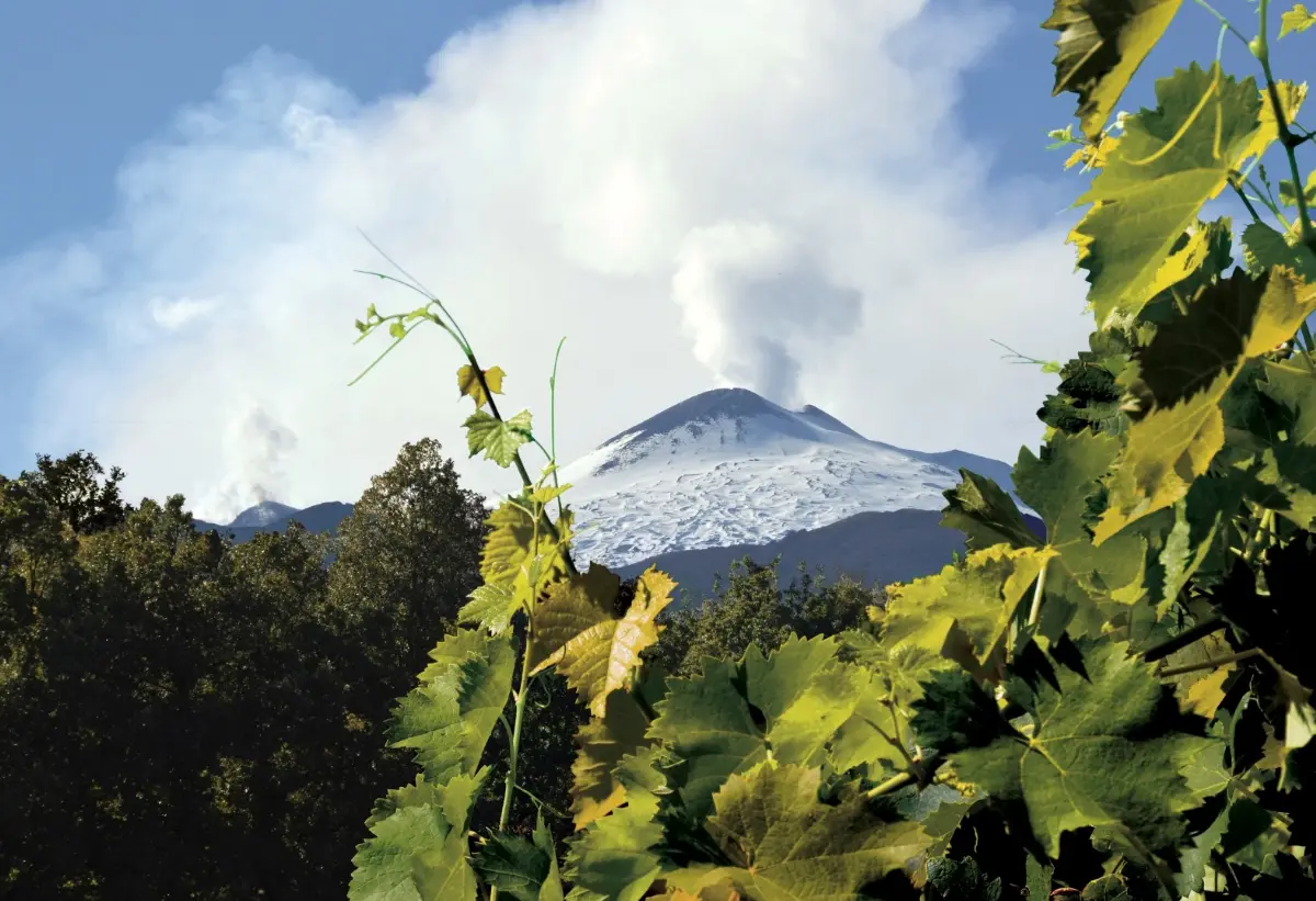 Vigneti sull'Etna