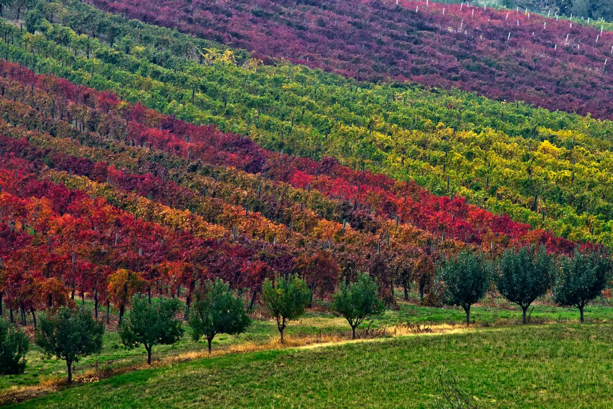 Vigneti di Lambrusco