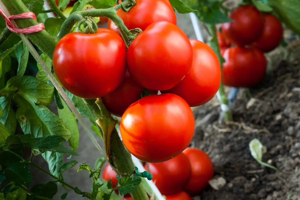 Pomodori