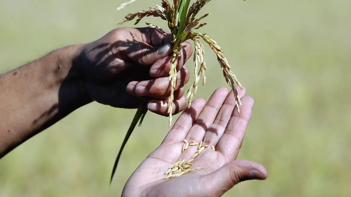 Agricoltura