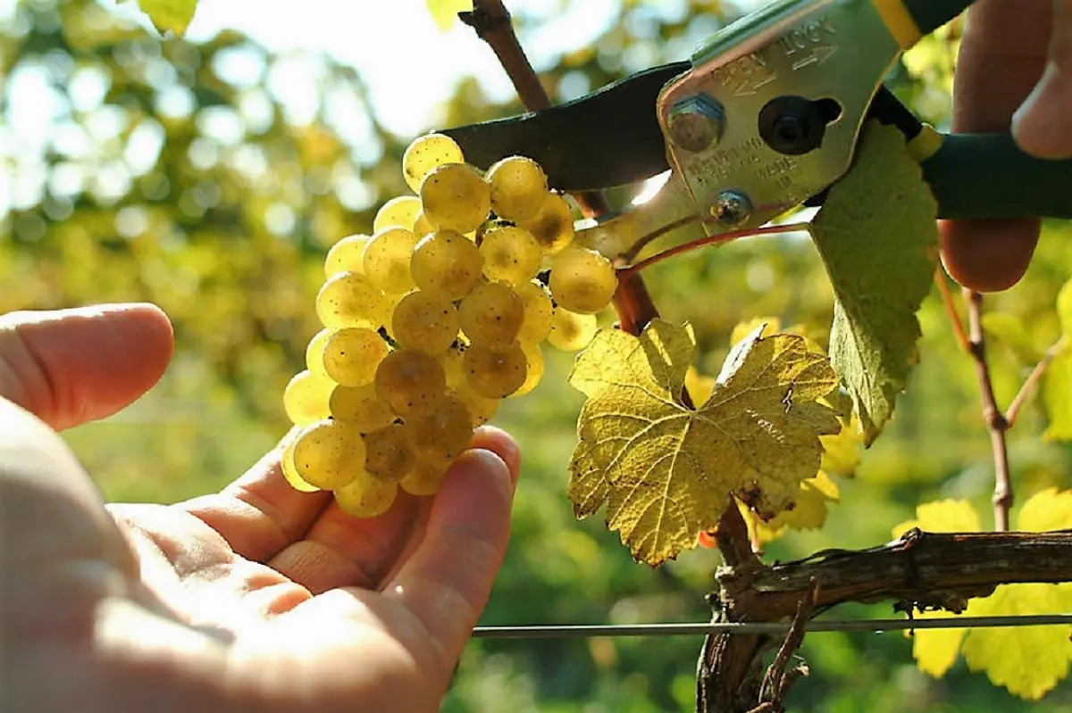 Vendemmia