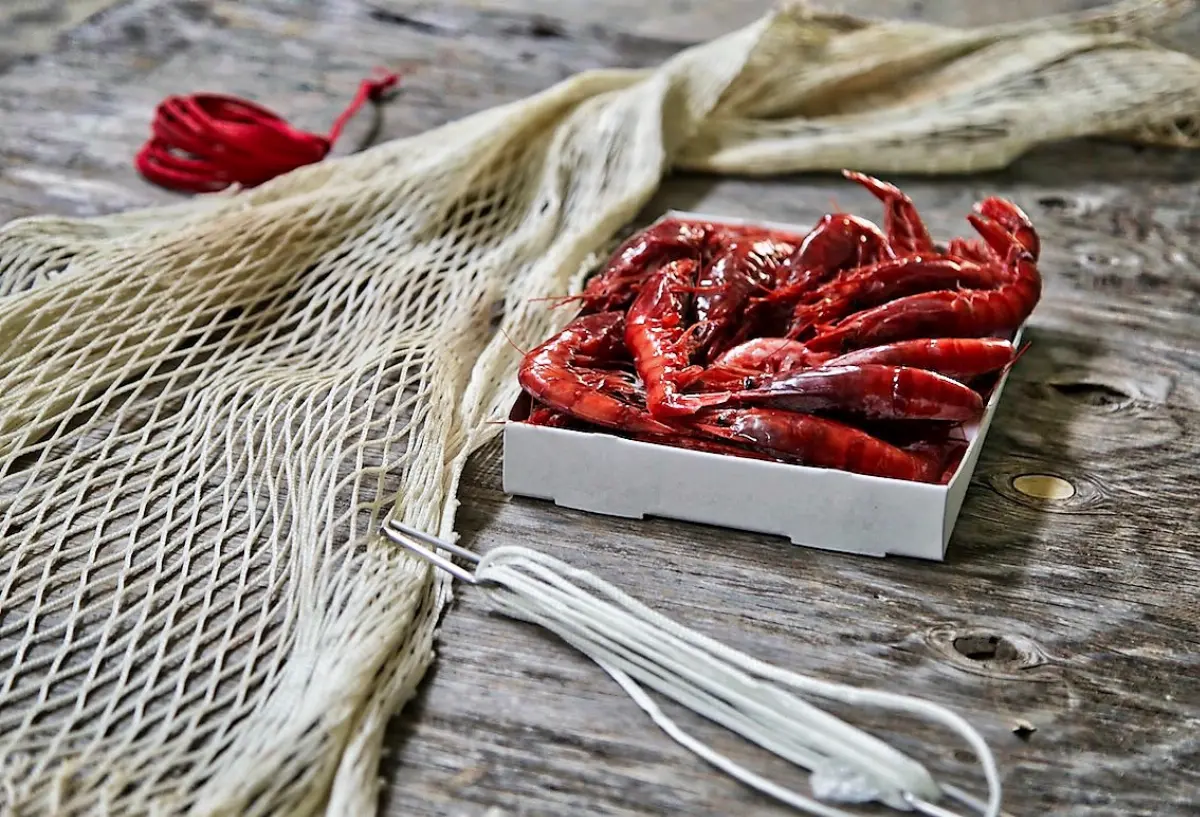 Gambero rosso di Mazara del Vallo appena pescato