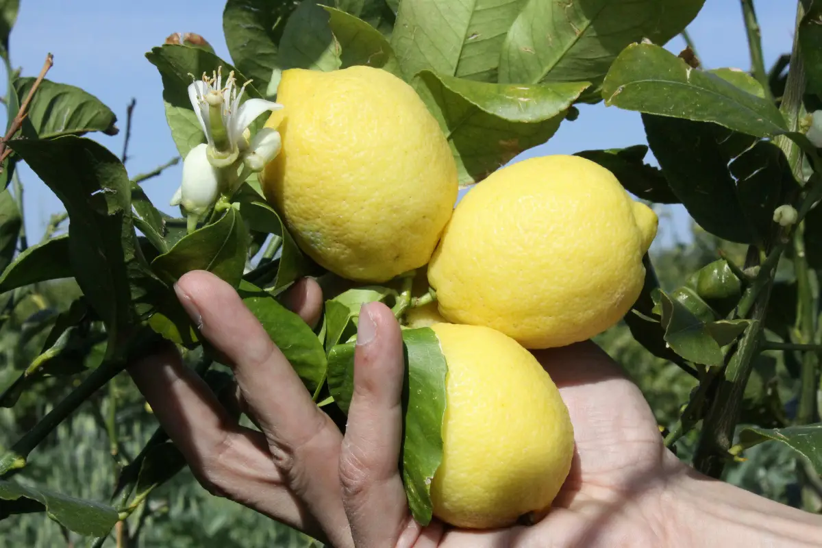 Limoni
