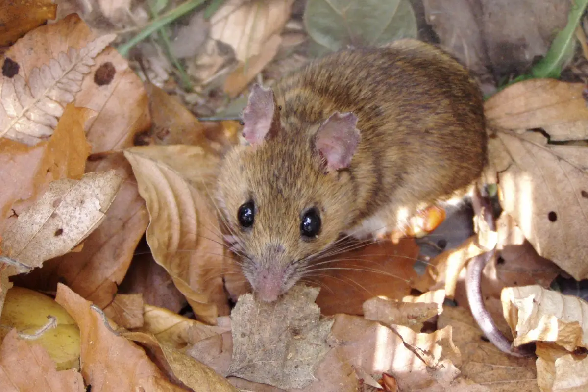 Roditori