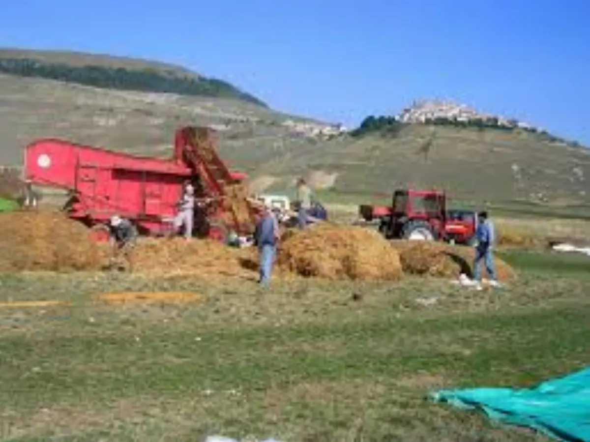 Mietitura delle Lenticchie di Castelluccio Igp